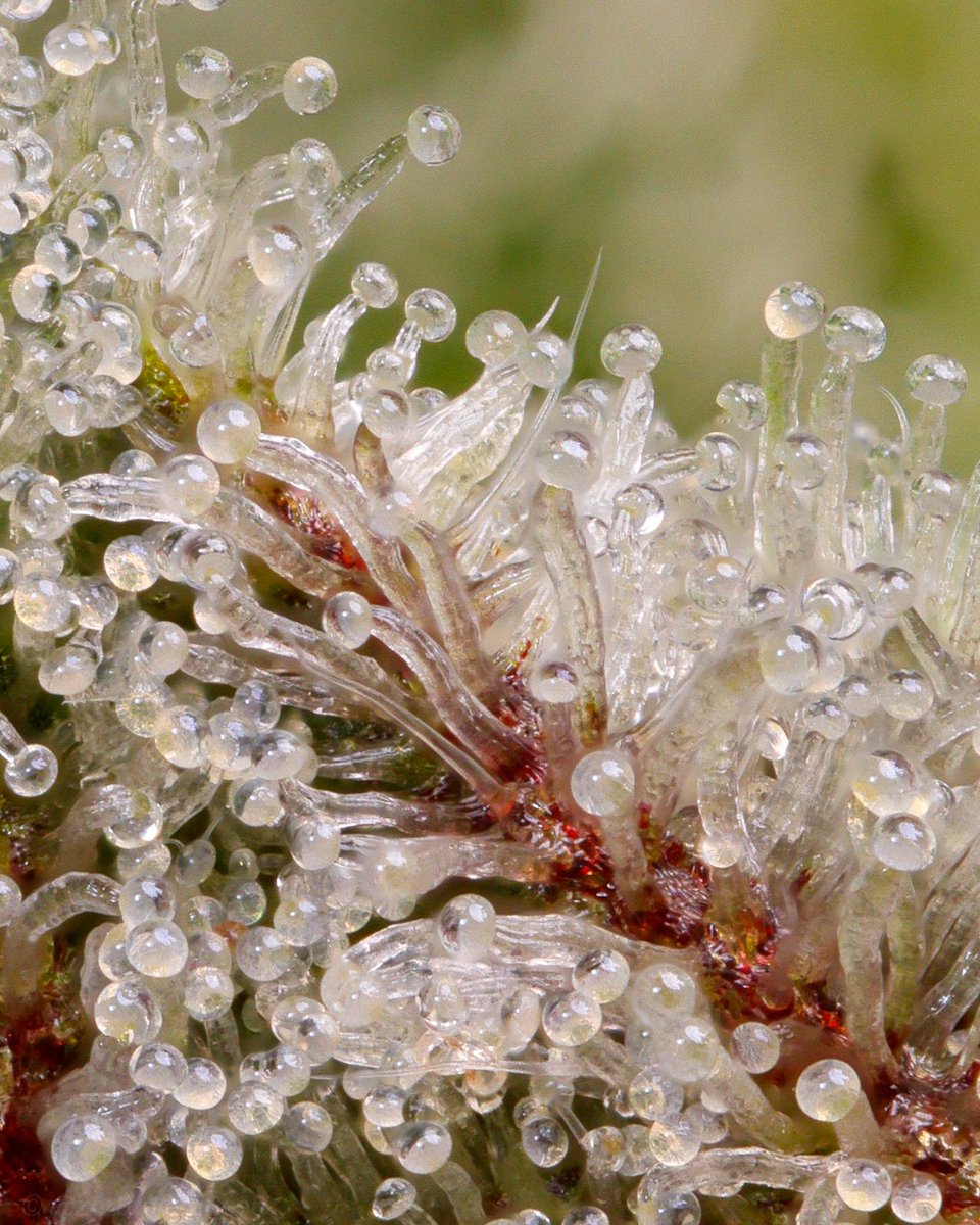 Zer0 Tolerance tweet media