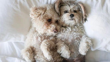 HyattPlaceAUS's tweet image. Traveling with your furry best friend? 🐾✨
At Hyatt Place Austin The Domain Area, we love welcoming your four-legged family members!
Please note that additional pet fees may apply.
#HyattPlace #PetFriendly #AustinTravel #dogfriendlyhotel
hyatt.com/hyatt-place/en…