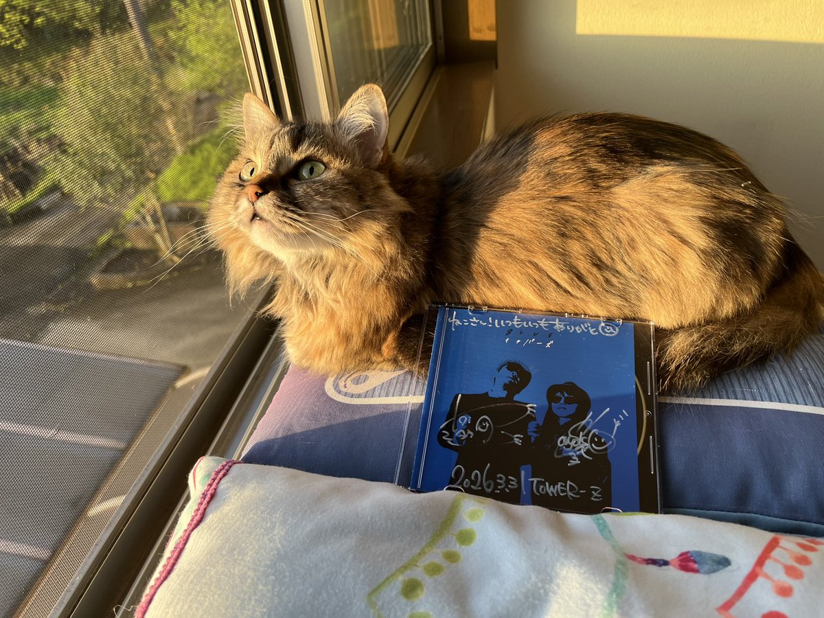 猫和太郎 tweet media