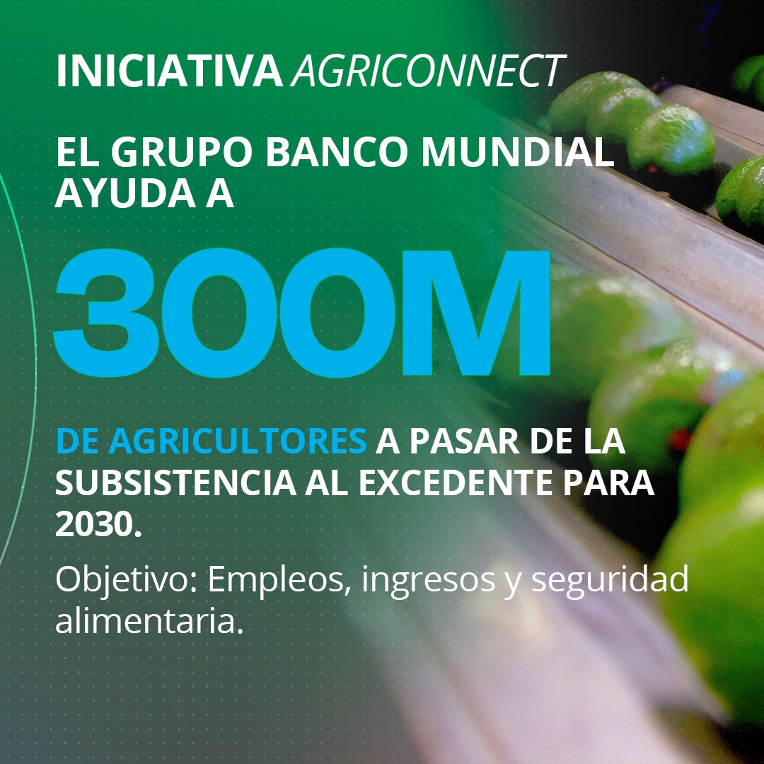 BancoMundialLAC's tweet photo. Las granjas familiares producen el 80% de los alimentos, pero solo generan un pequeño excedente. La demanda de alimentos crecerá un 30% para 2050. Apoyarlas es urgente. El Grupo Banco Mundial impulsa 𝐀𝐠𝐫𝐢𝐂𝐨𝐧𝐧𝐞𝐜𝐭 para ayudar a 300 millones de agricultores #WBGMeetings