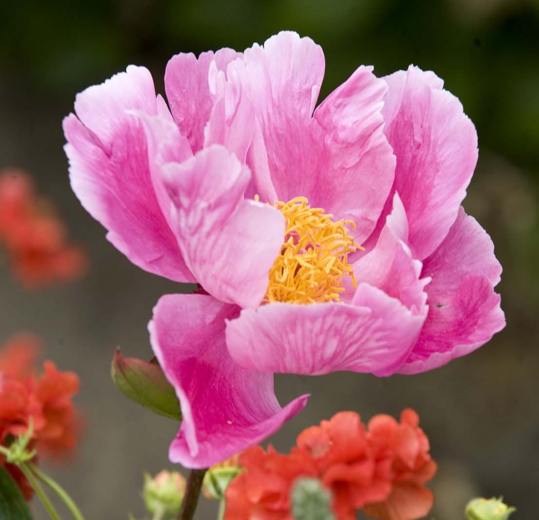 Lissadell House tweet media