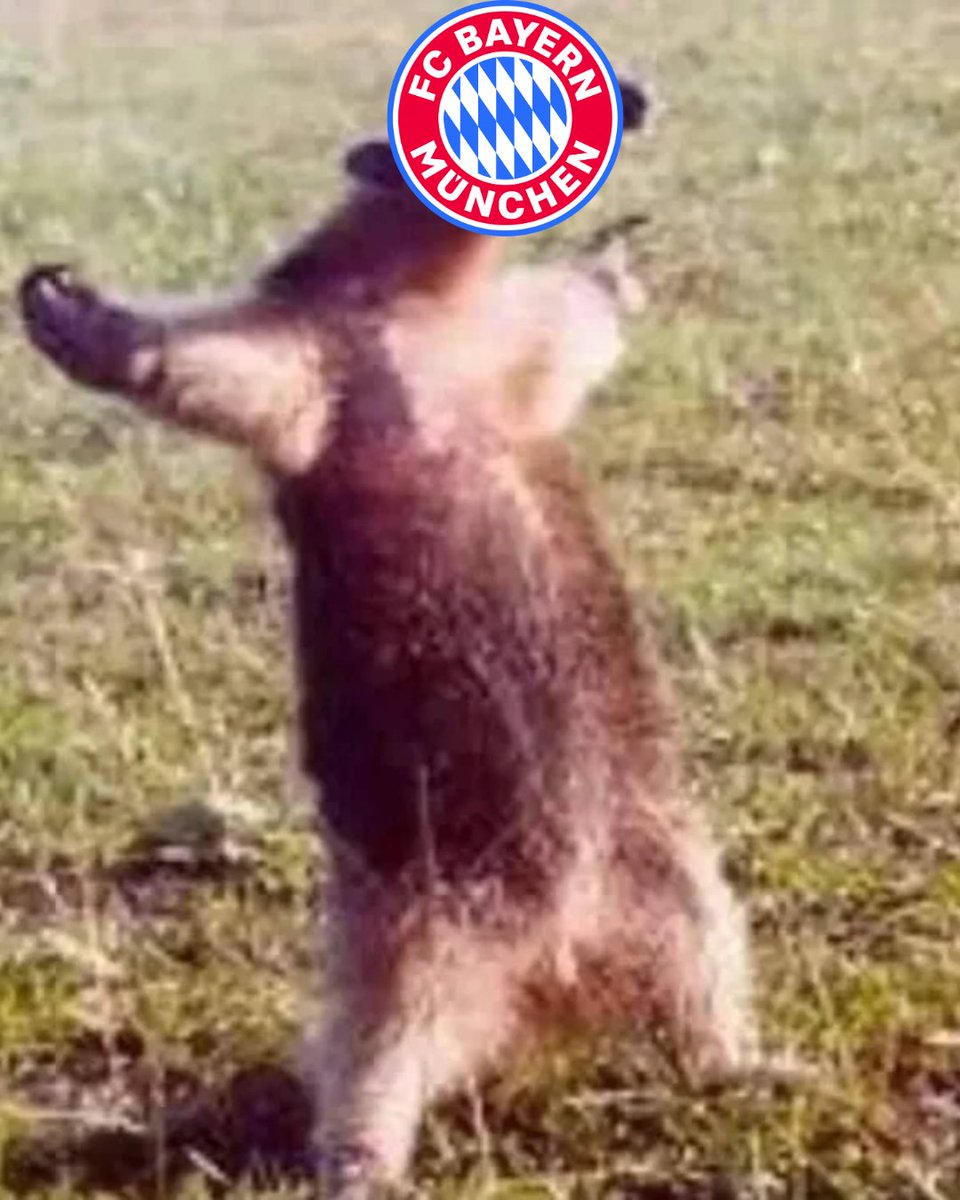 FC Bayern München Español tweet media