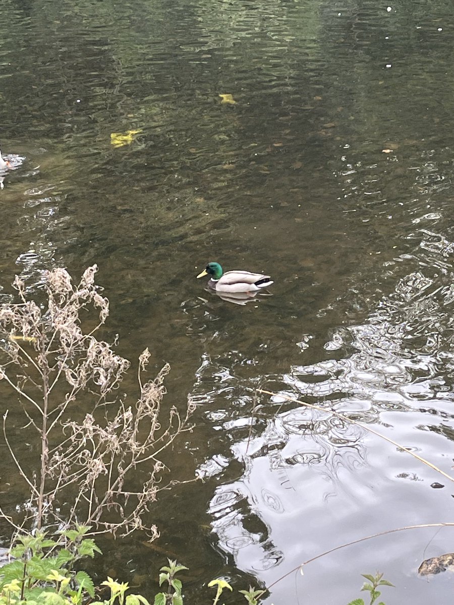 matt 🤠 tweet media