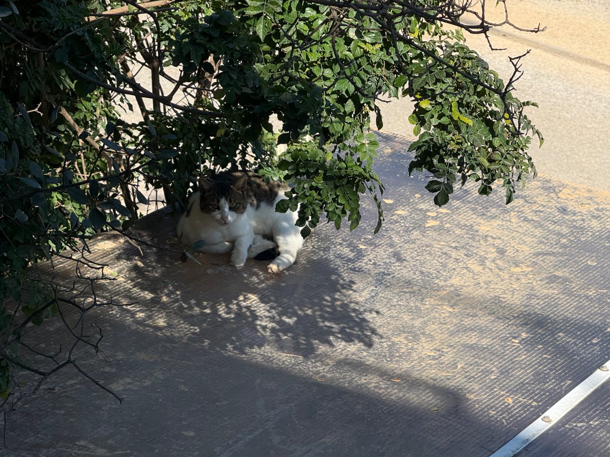 アンドロイドのお姉さん tweet media