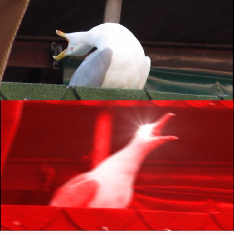 EnisField tweet media