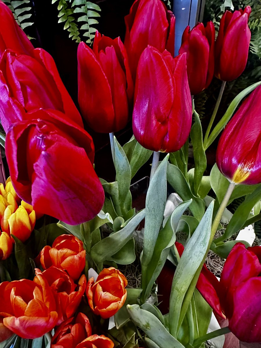 MikeFrye0511's tweet image. Anyone for some colour #Red photos? 

Let’s see what you’ve got….

Oh….tulips…go on then! 🙄🤭😄👍