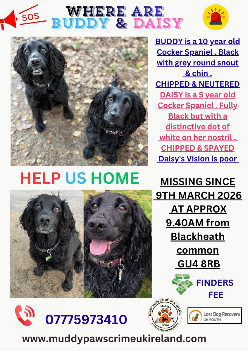 muddypawscrime's tweet photo. Buddy &amp; Daisy are not just dogs 
They are FAMILY members 
Daisy is also a support dog to the daughter in the family whom is struggling so much without her  
A Family are heartbroken desperately waiting for news
FACEB@@K PAGE Buddy &amp; Daisy are Missing - Blackheath GU5 
@rosieDoc2 https://t.co/FNc3Ms9ICA