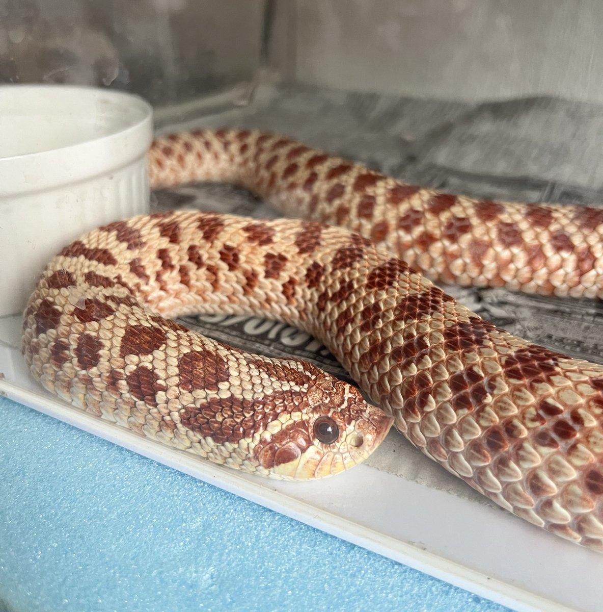 シシ•バナ tweet media