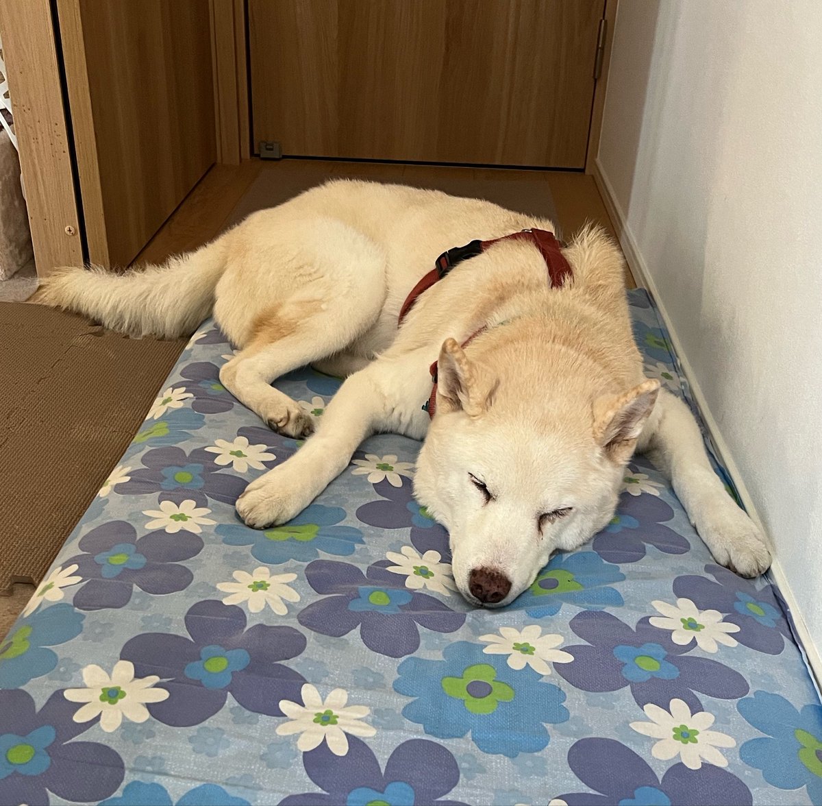 4/16(木) 13℃
夜中降っていた雨も止み所々雲が広がっているが隙間から空が見える。今日は晴れ予報☀️
モッコウバラもドウダンツツジも全盛期
今日も皆さまになにか良いことがありますように🍀
 #朝散歩 #夜明け #ノアお空組🌈