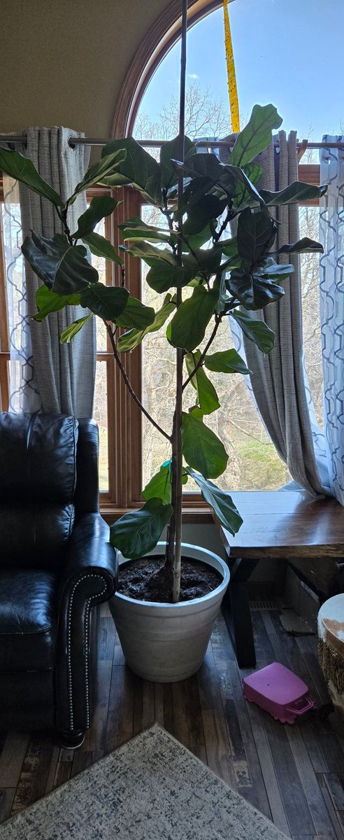 Musclebear93 tweet media