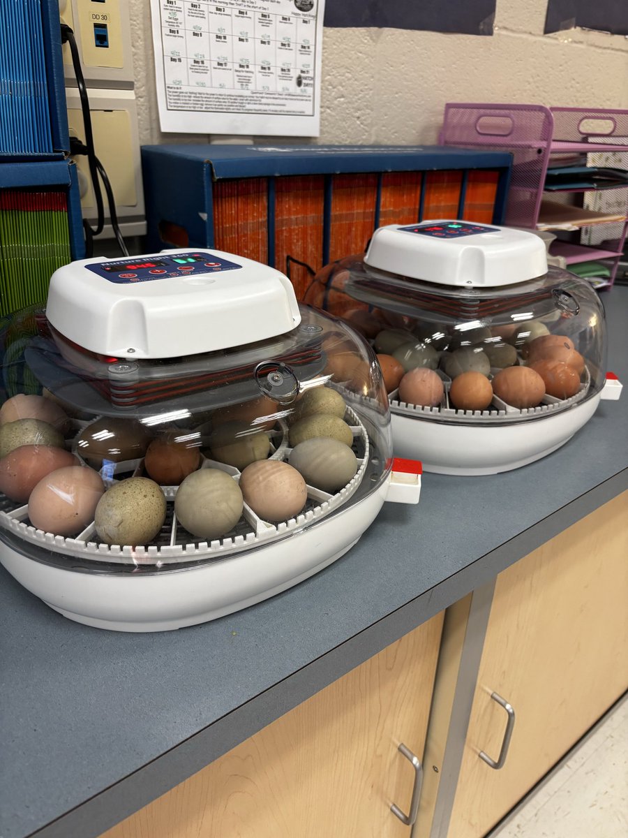 MissHuntHPSD's tweet photo. The best time of year is finally here! It’s time to hatch baby chicks, and the 21-day countdown begins! 🐣 https://t.co/xGuz5391tg