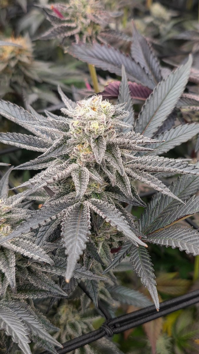 BudLover97 tweet media