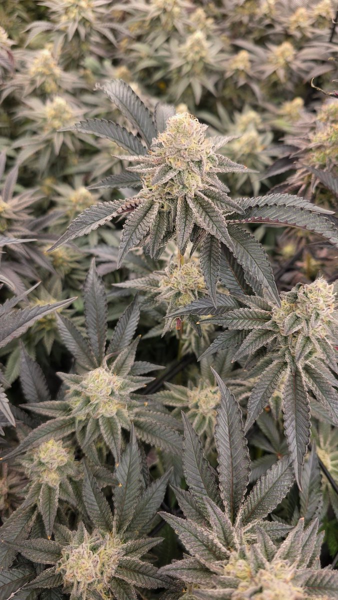 BudLover97 tweet media