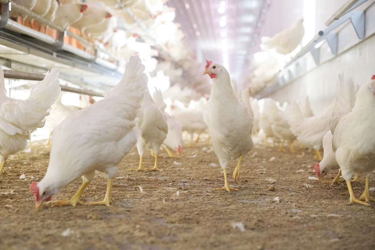 UnitedEggProd's tweet photo. On this #NationalTaxDay, America’s egg farmers appreciate the policies in the One Big Beautiful Bill that help producers invest, grow, and feed America. Bonus Depreciation + Estate Tax relief = stronger family farms! https://t.co/1gugrwBPUA