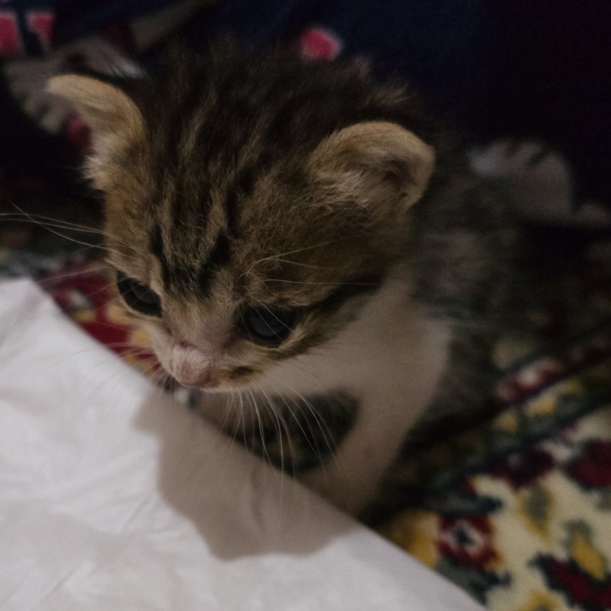 errorfolk_'s tweet photo. Bu essek sonunda hic buyuyememe sorununu atlatti

Bir haftada 41 gram alarak sonunda 156 gram oldu 🥹🩷 Ben yasayamaz diye korktukca hayata daha sıkı tutunuyor https://t.co/6tsFcl2qJQ