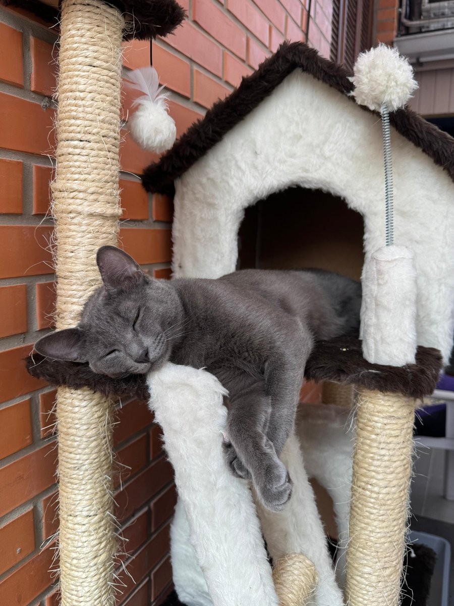 Gábitos tweet media