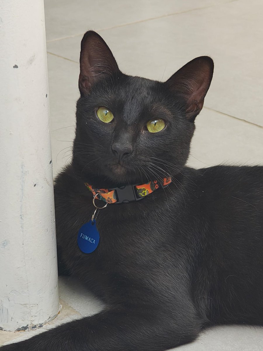 Gábitos tweet media