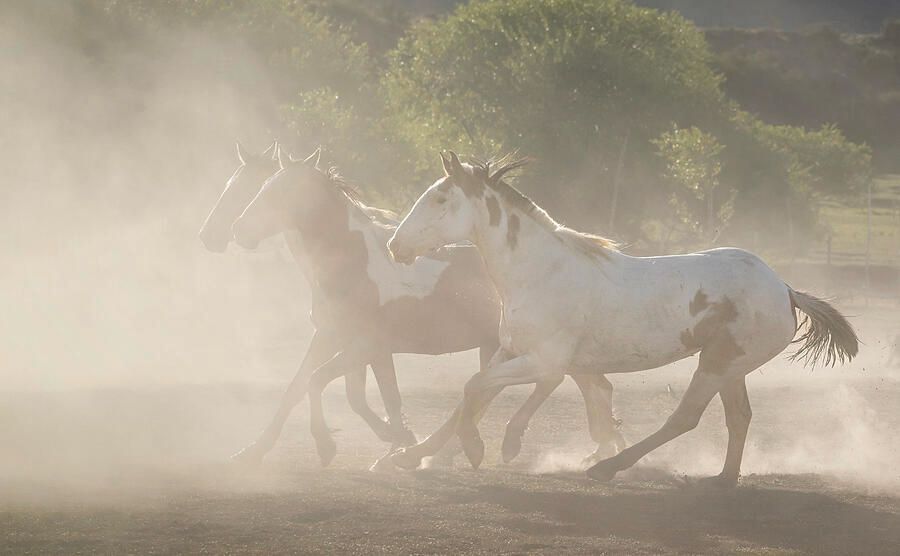 joancarroll's tweet image. Horses in the Dust Patagonia Argentina! buff.ly/3FGEkCY  #horses #patagonia #argentina #ethereal #dusty #Travel #travelphotography #giftideas @joancarroll