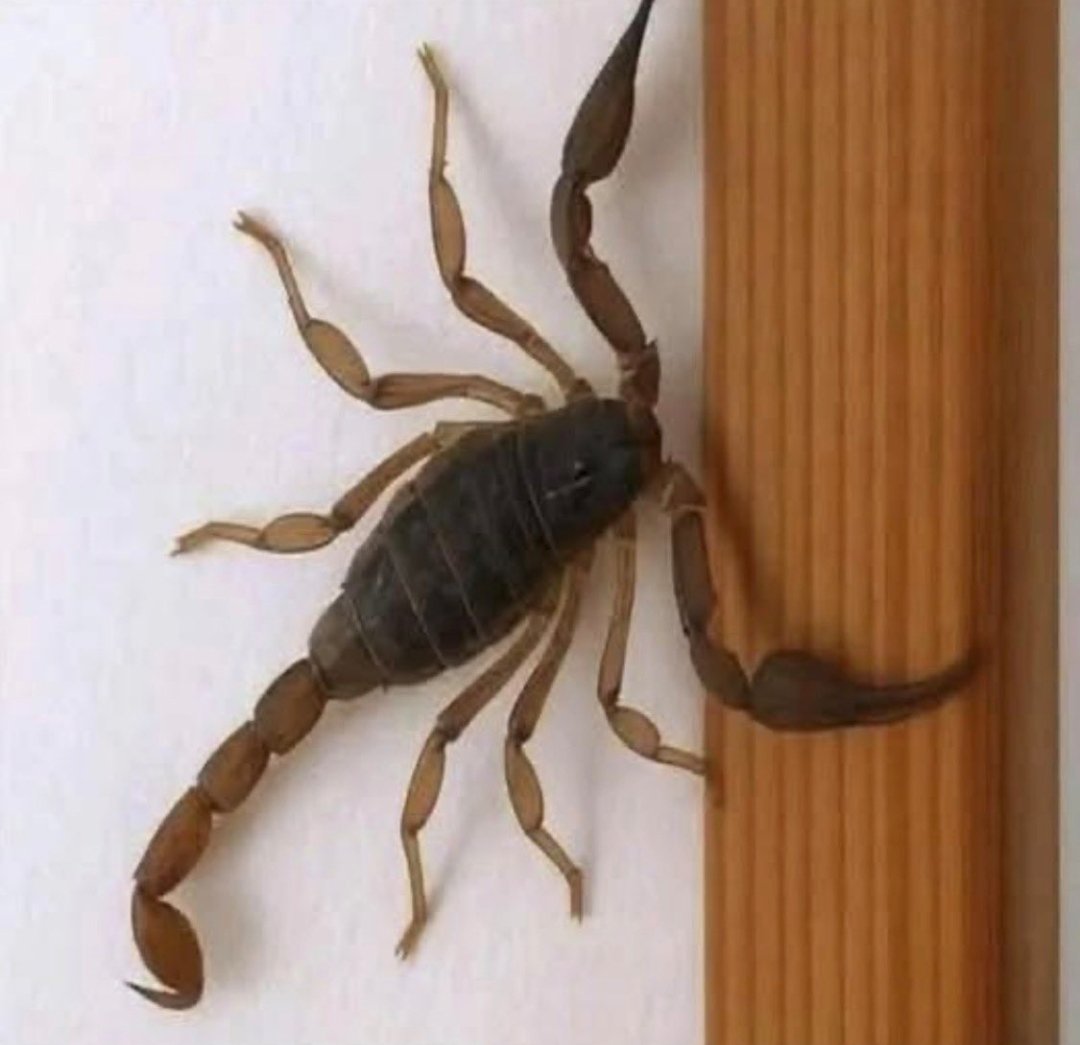 SolidKroket tweet media