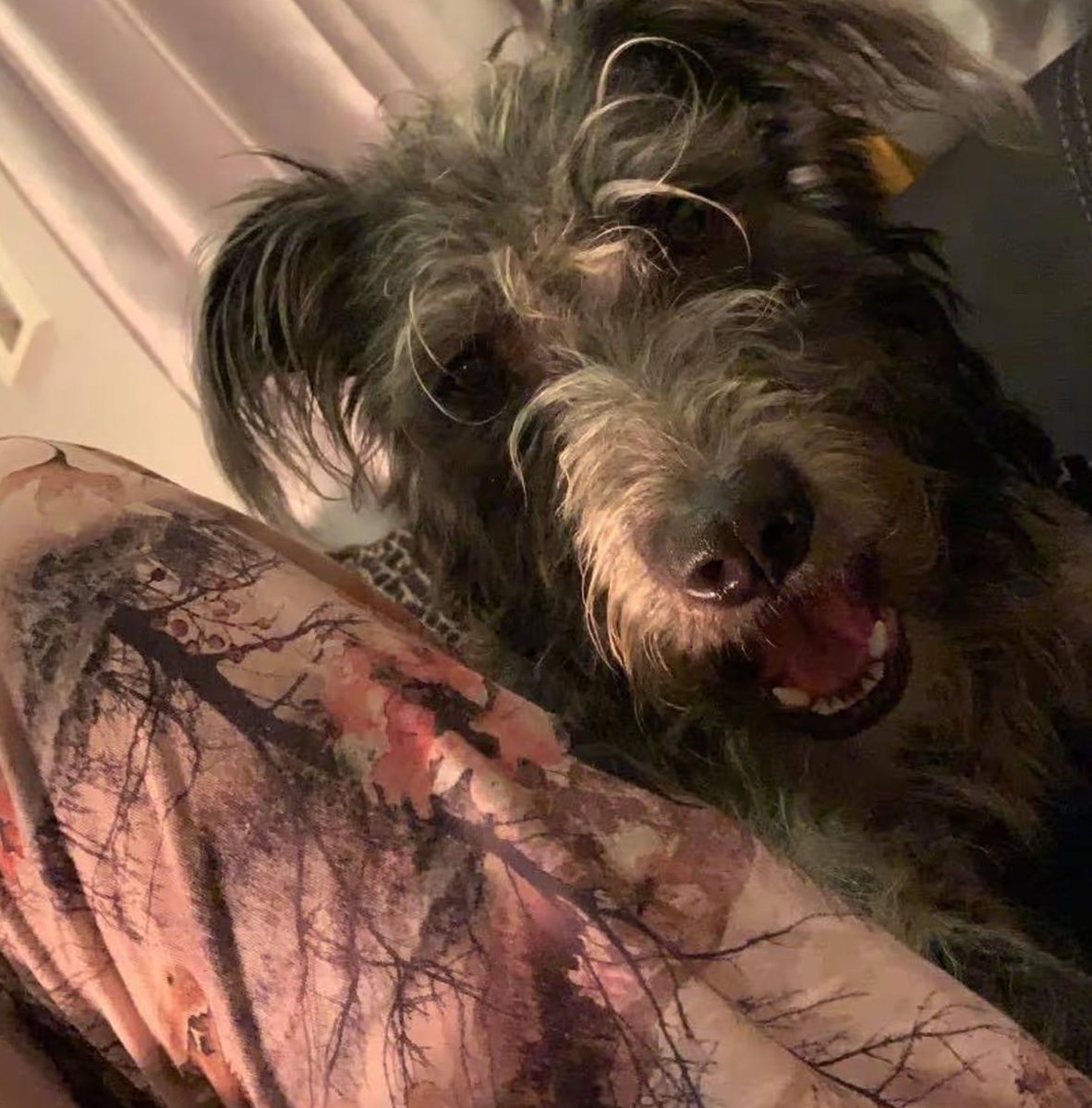 🇬🇧 🚨 HORROR EN INGLATERRA: Joven de 19 años muere desangrada tras ataque de su propia mascota.

Lo que parecía ser una relación de amor y confianza total terminó en una pesadilla sangrienta que ha conmocionado a la localidad de Leaden Roding. Jamie-Lea Biscoe, una joven llena de