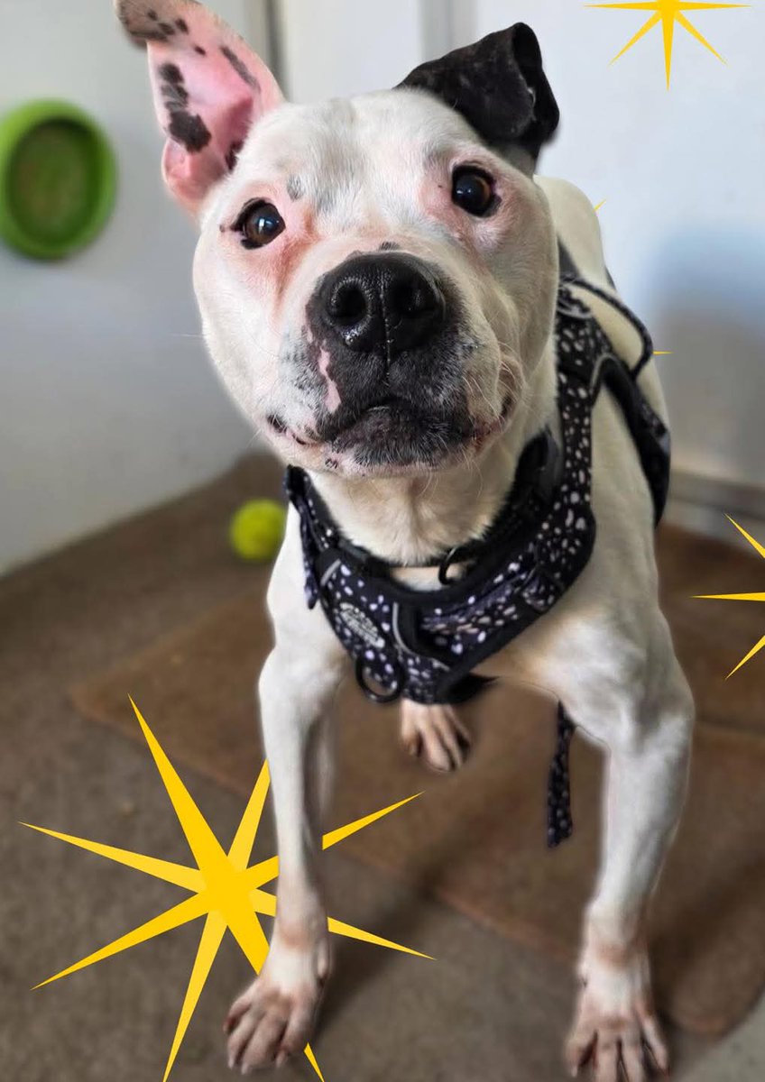 SeniorStaffy's tweet image. I’m just popping on to say na night friends - love from Murphy 🐾 🤞🏻🤍

Sweet dreams to all of our supawters 🐾 🌒  💤 🥱 

seniorstaffyclub.co.uk

#TeamZay #seniorStaffy #Rescue #adoptdontshop