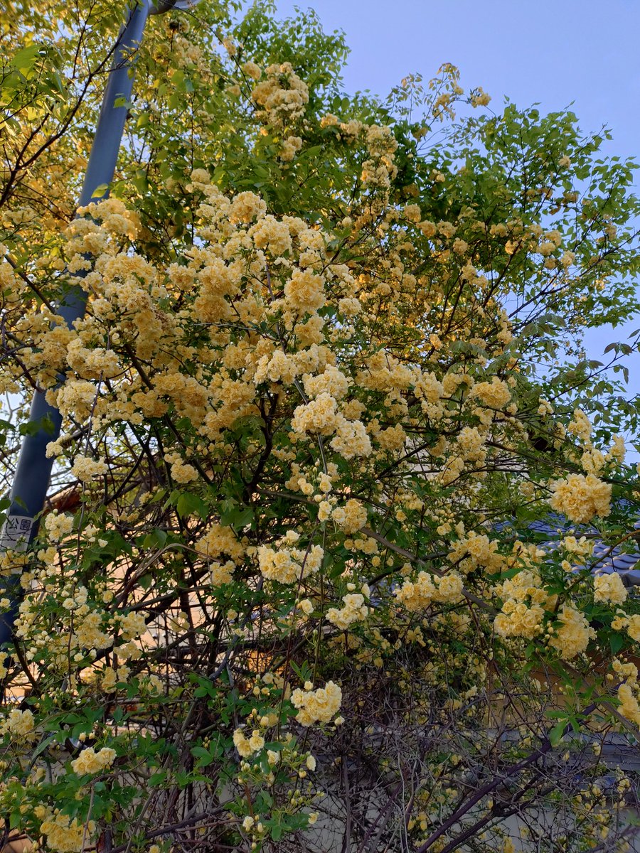 mじぇいく🇯🇵 tweet media