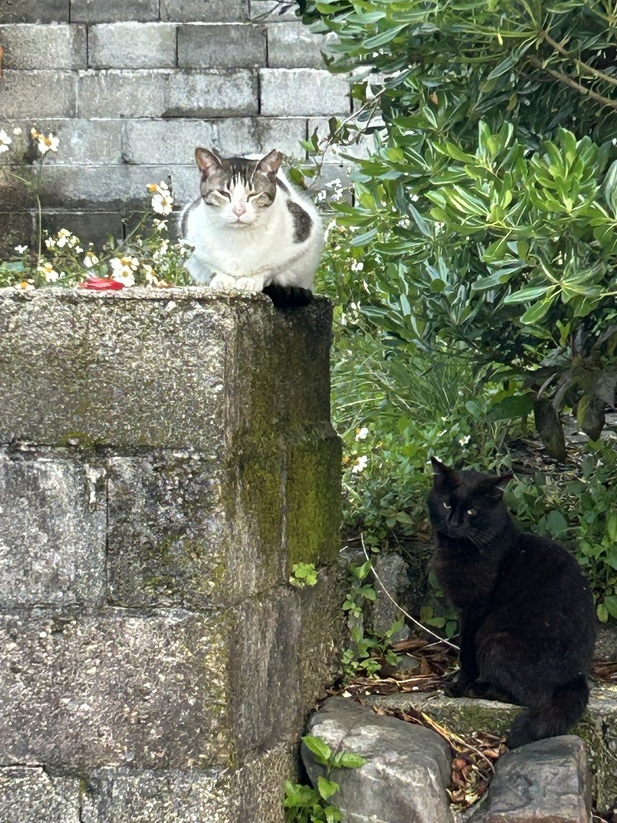 のっぽ tweet media