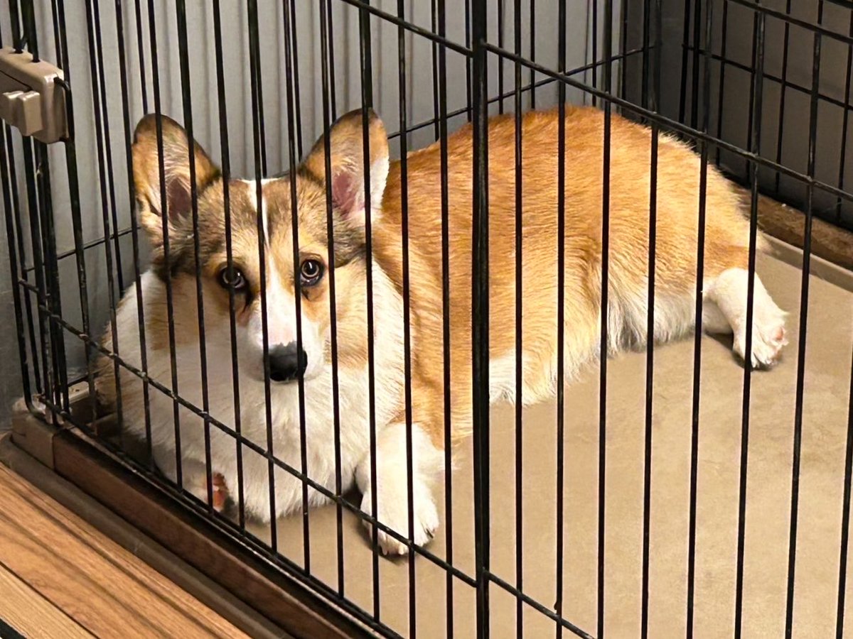 一番星ぶん太★B.B.B Corgis tweet media