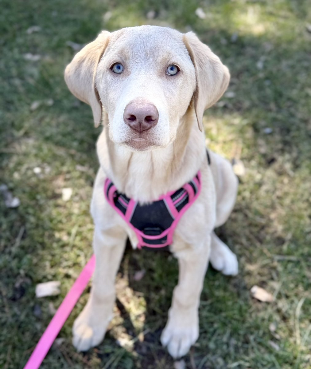 Jackson & Willow tweet media