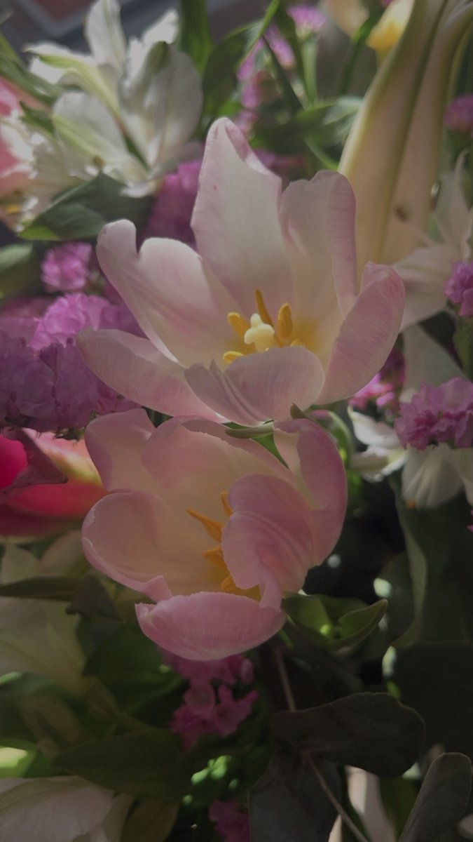 https_flwercat's tweet photo. 🌸🌷✨ https://t.co/bfEcsacQFO