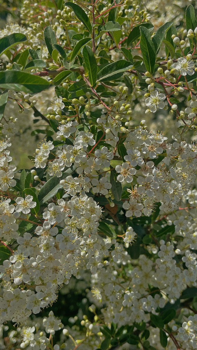 https_flwercat's tweet photo. 🌸🌷✨ https://t.co/bfEcsacQFO