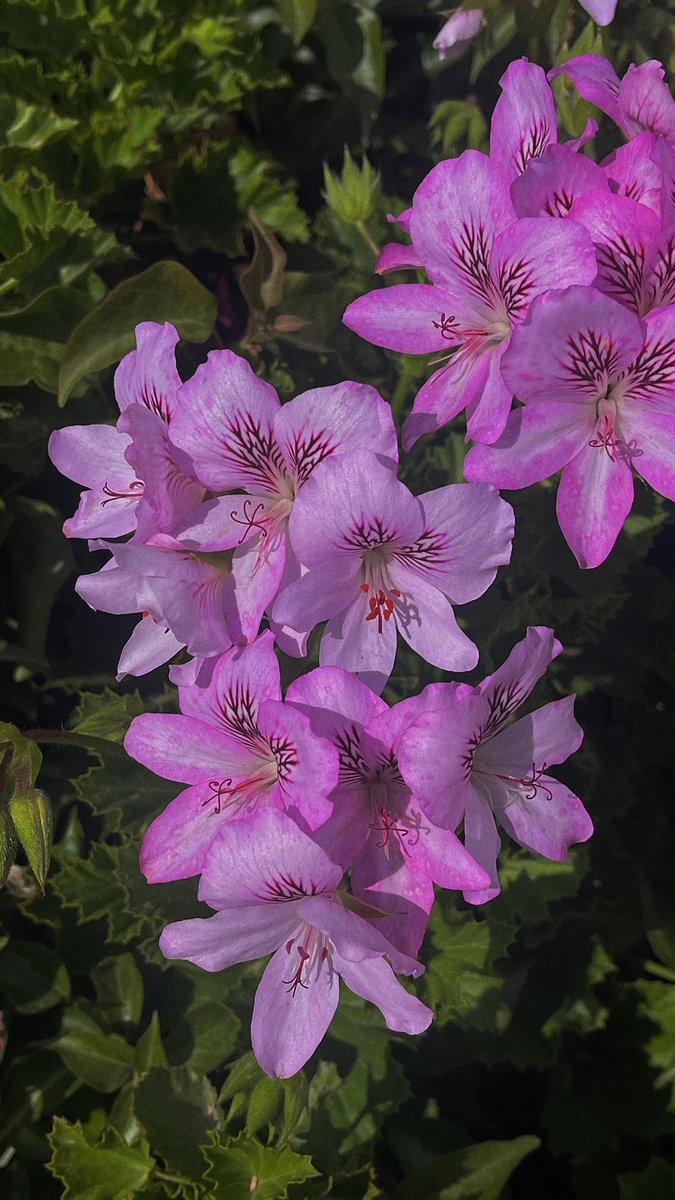 https_flwercat's tweet photo. 🌸🌷✨ https://t.co/bfEcsacQFO