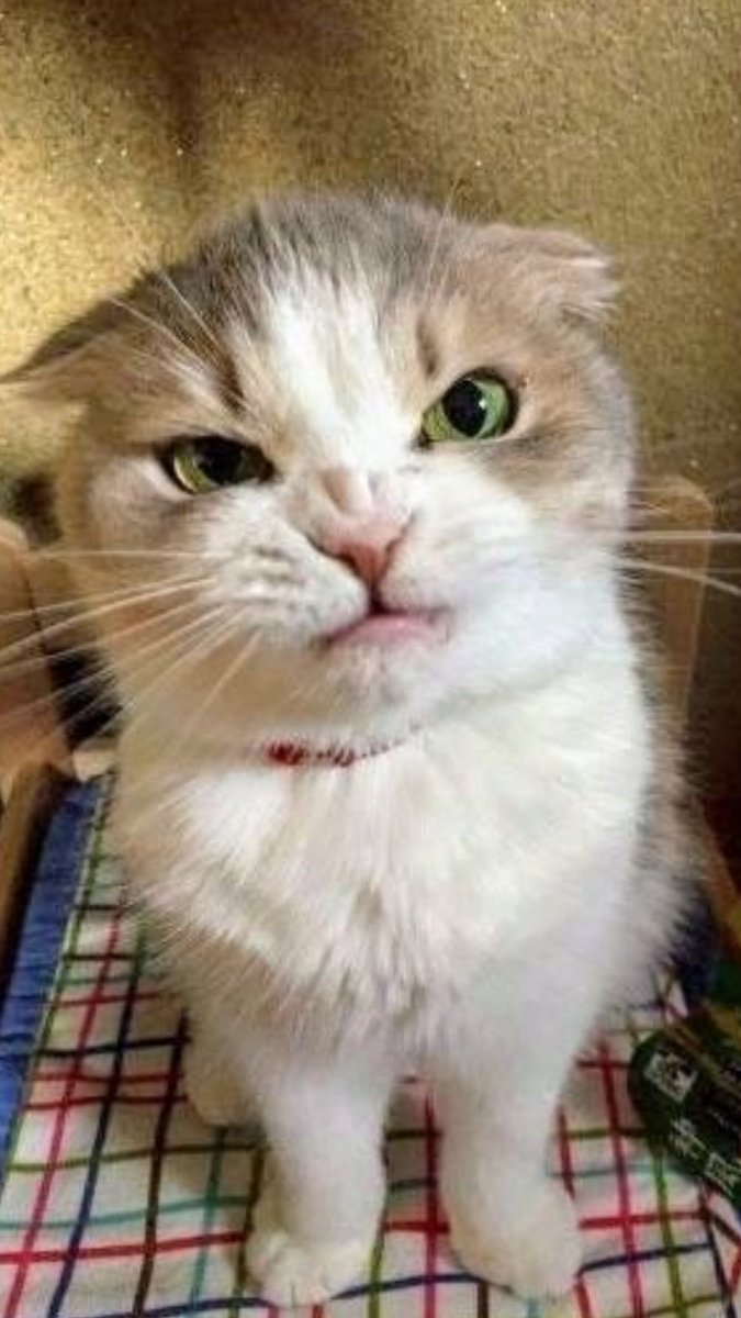 🐱🐾💕