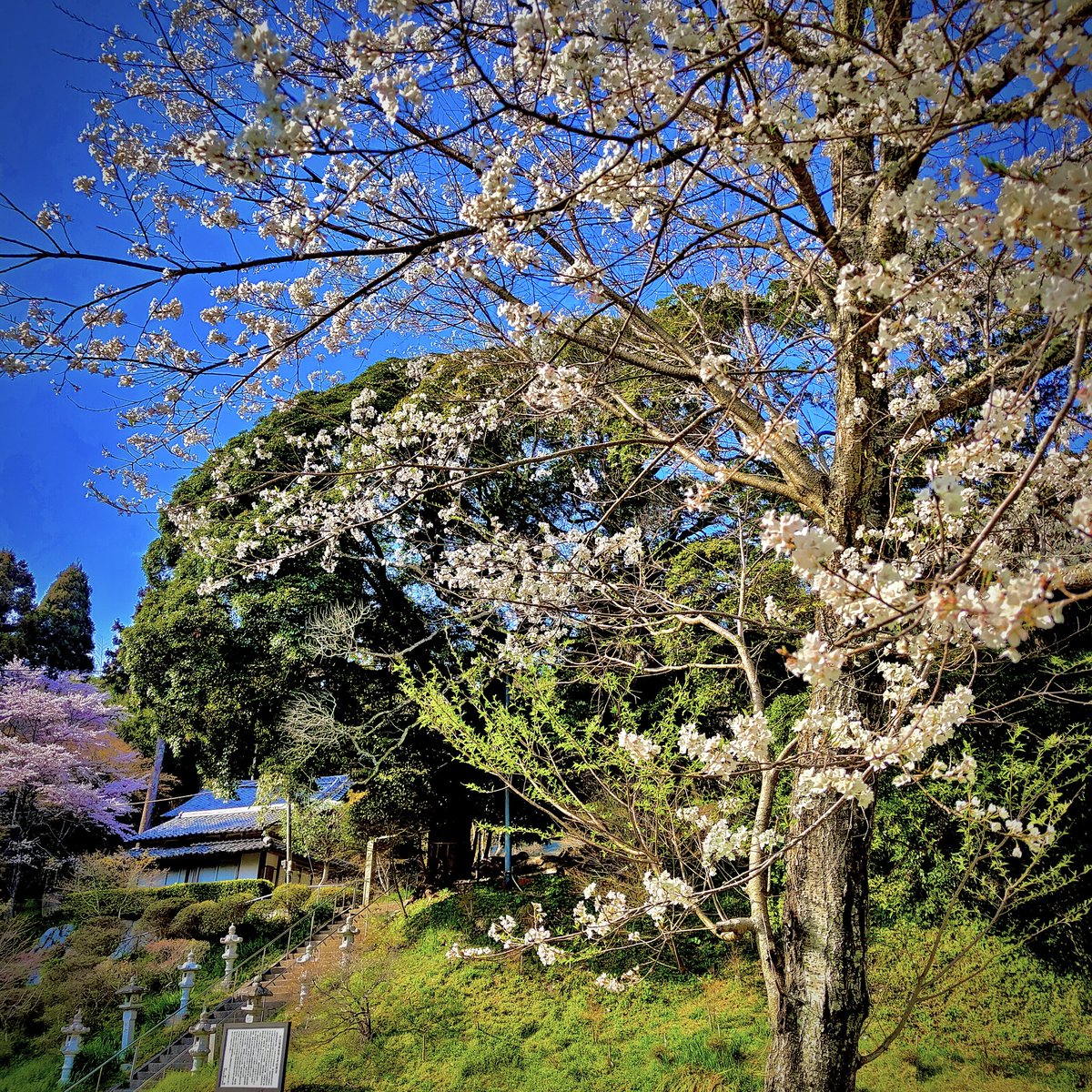 marebito0215's tweet photo. 記憶のｶｹﾗが響き合ひ
ｦ��ｺﾁの言葉が呟く
約束の花は咲けど
約束の君は顕れず
今ここに結ぶ儚き　
ひとひらの夢♪

海ﾜﾀﾂﾐの輝きが心身を染め
永遠が二人を一つに溶かす
偶然は運命のsynonym♪

糸島-瑠璃光寺の1500年根尾淡墨桜
我宿-去年植ゑし大根島牡丹
遠くて近き絵のやうな花霊の顕現♪ https://t.co/JVyPr4sf4J