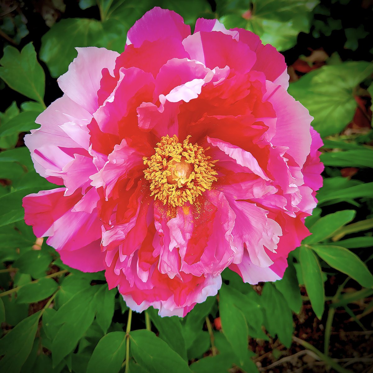 marebito0215's tweet photo. 記憶のｶｹﾗが響き合ひ
ｦ��ｺﾁの言葉が呟く
約束の花は咲けど
約束の君は顕れず
今ここに結ぶ儚き　
ひとひらの夢♪

海ﾜﾀﾂﾐの輝きが心身を染め
永遠が二人を一つに溶かす
偶然は運命のsynonym♪

糸島-瑠璃光寺の1500年根尾淡墨桜
我宿-去年植ゑし大根島牡丹
遠くて近き絵のやうな花霊の顕現♪ https://t.co/JVyPr4sf4J