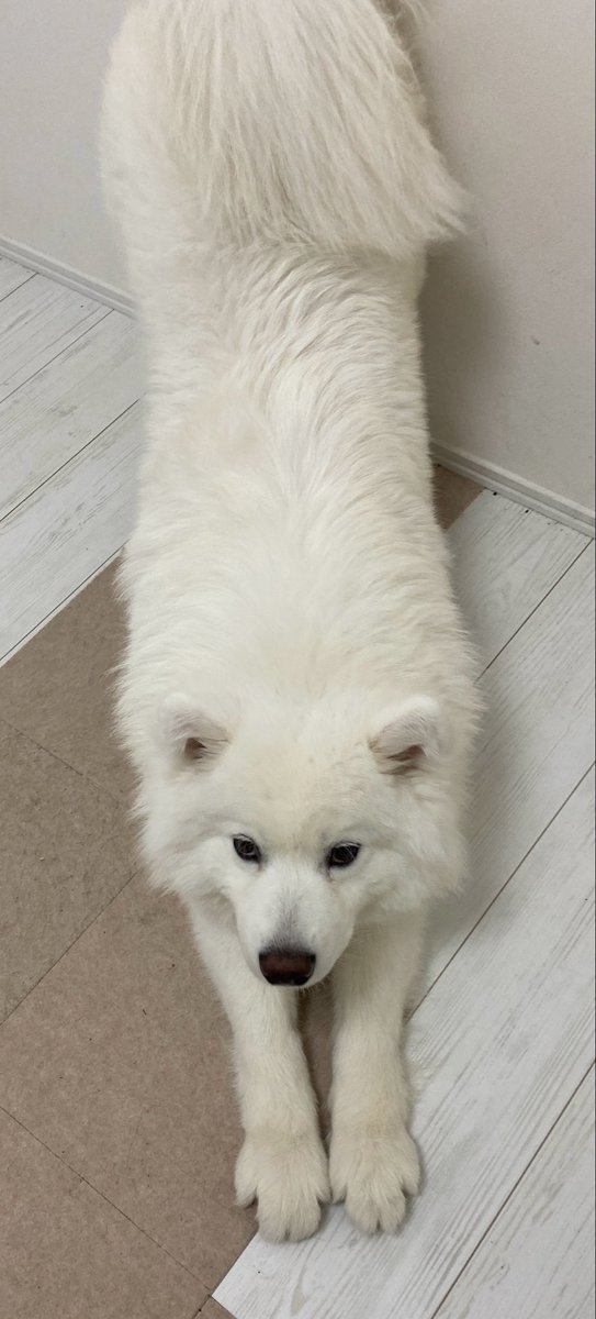 ハマ太郎の日常【サモエド】 tweet media