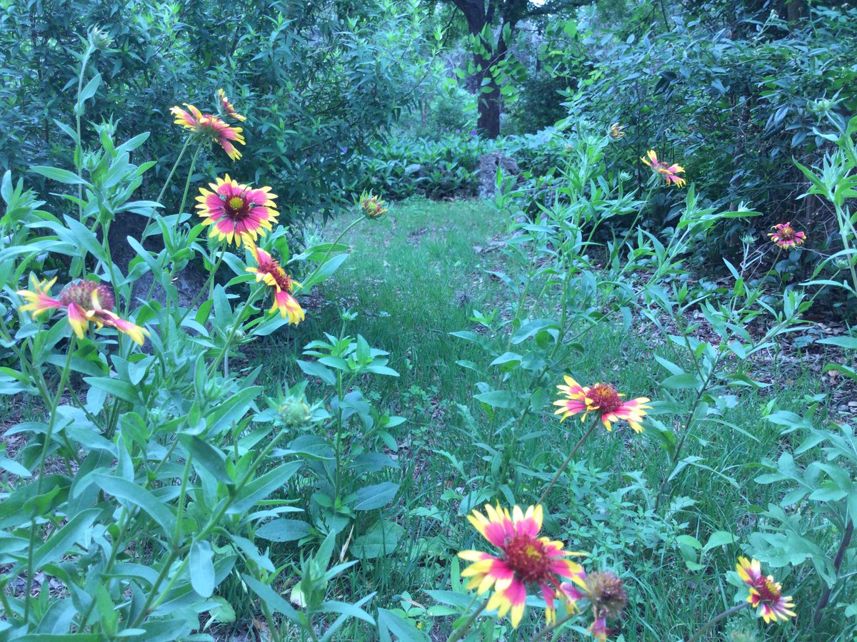 David Baumanm tweet media