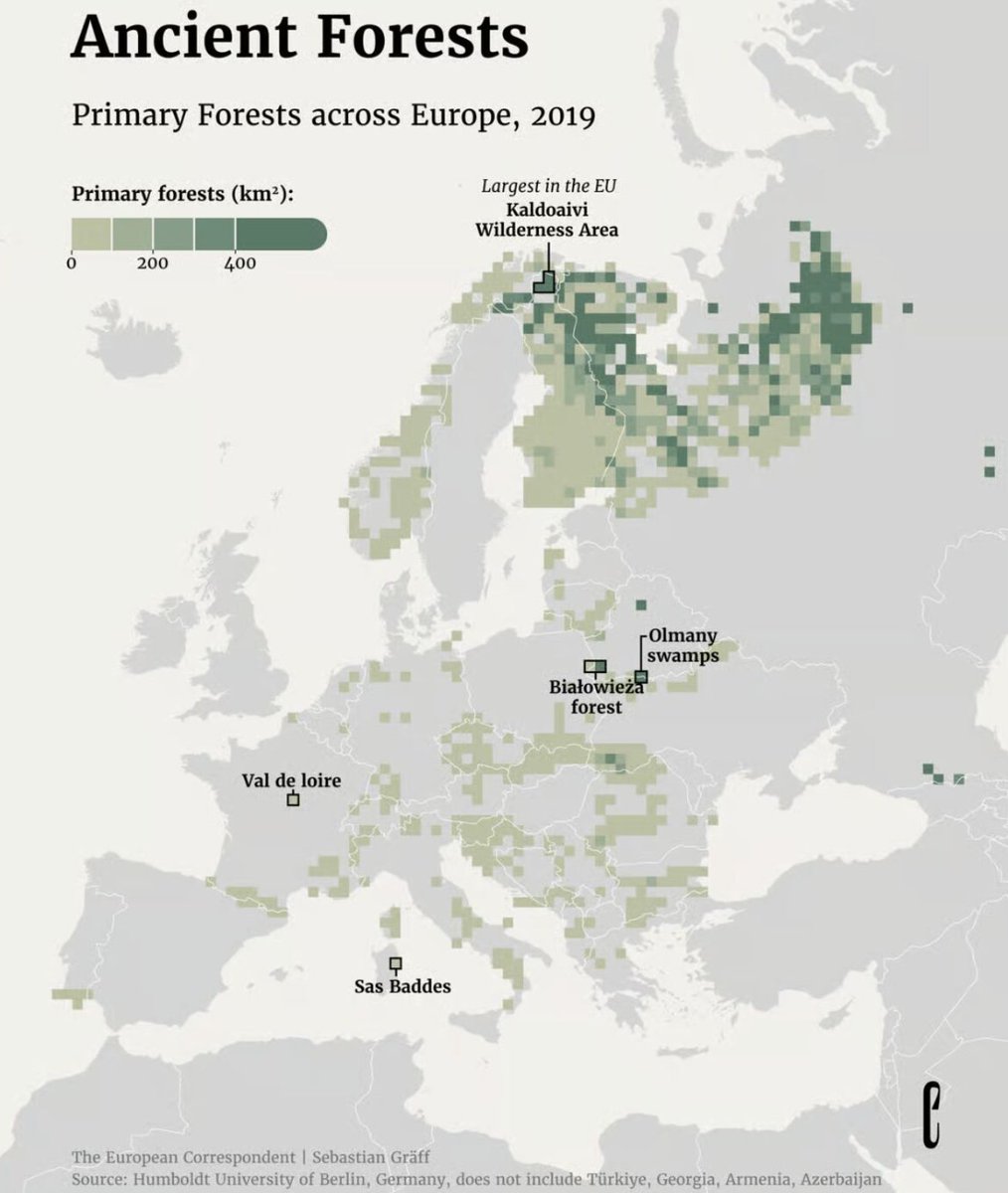 Mesalina tweet media