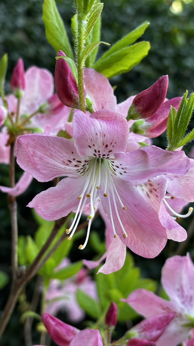 상록수(常緑樹) tweet media