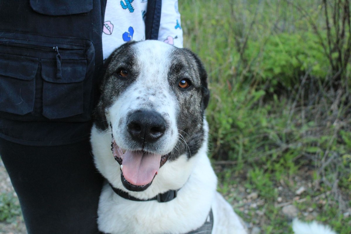 Protectora de Málaga tweet media
