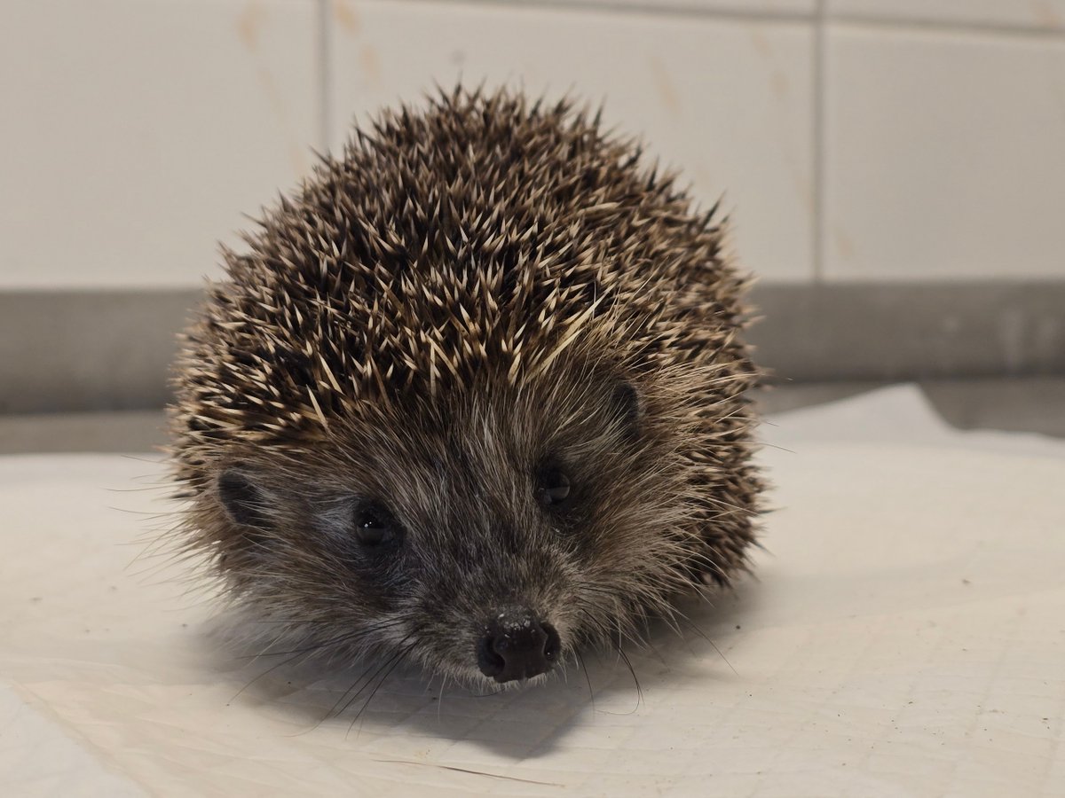 Fundacja PRIMUM tweet media