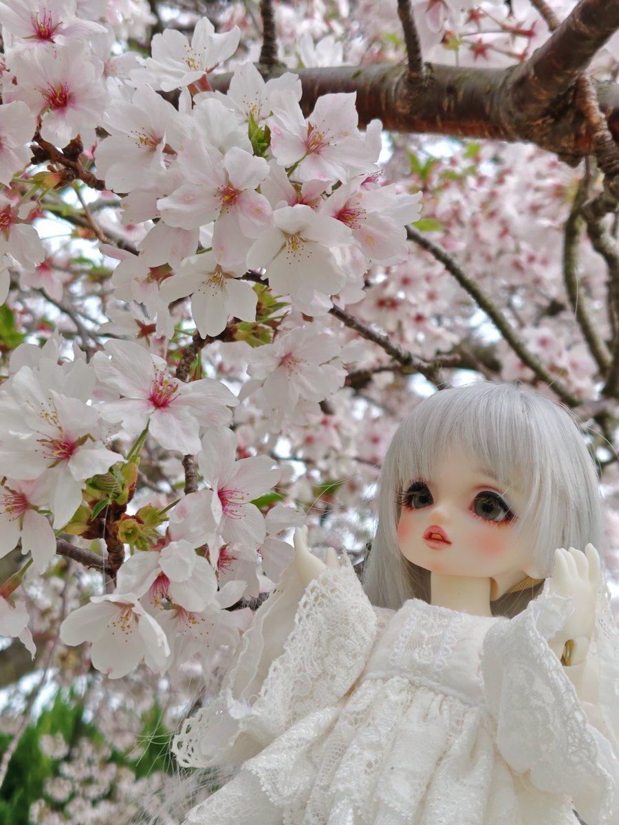 おはようございます
雨上がりの木曜日
#DollingCall