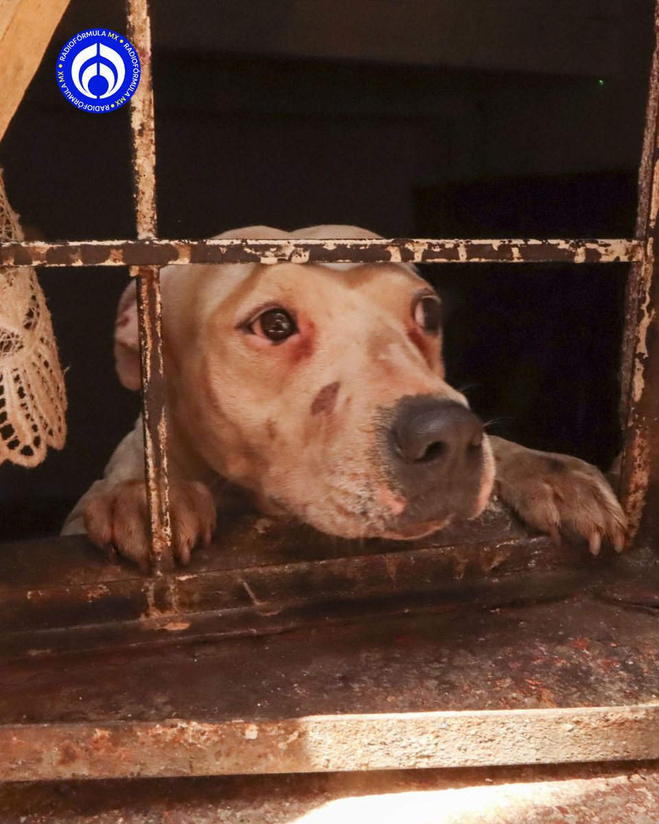 Grupo Fórmula tweet media