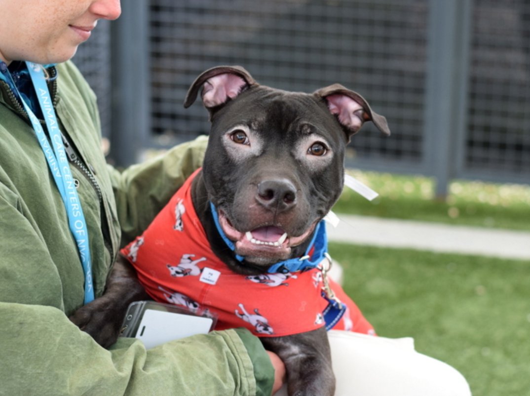 notthesameone2's tweet image. 2-y/o Mustang