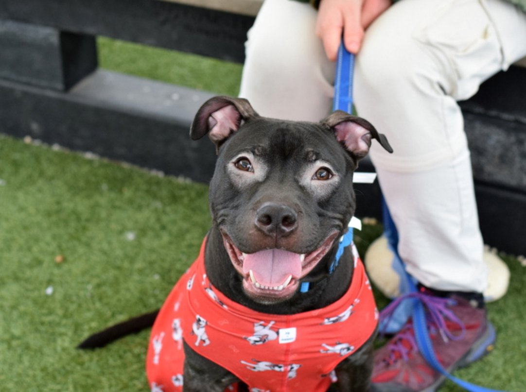 notthesameone2's tweet image. 2-y/o Mustang