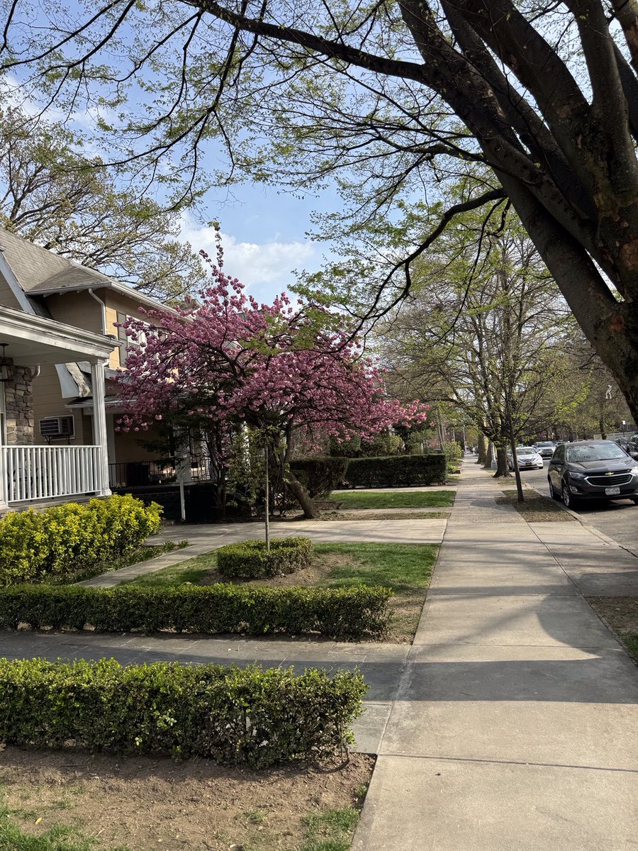 VernaPolitics's tweet image. ….and not to mention..#Cherry Blossoms all around.
Splendid, indeed!