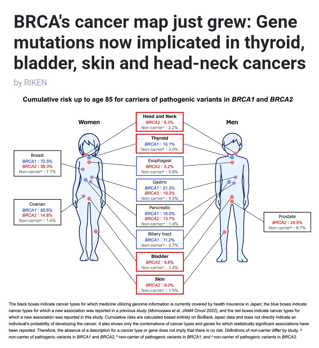 Vaccinologist's tweet image. 🔬NEW study (@riken_en Center for Integrative Medical Sciences) links:
BRCA1 → #thyroidcancer
BRCA2 → #bladdercancer, #skincancer, head &amp;amp; neck #cancer
A step toward extending #precisionmedicine beyond common cancers. #BRCA #Oncology #CancerResearch
linkedin.com/posts/drmelvin…