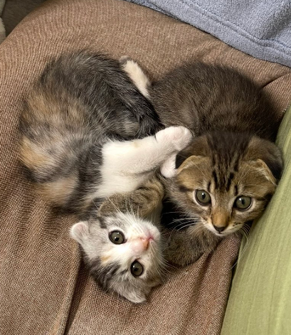 BLACK★STAR tweet media