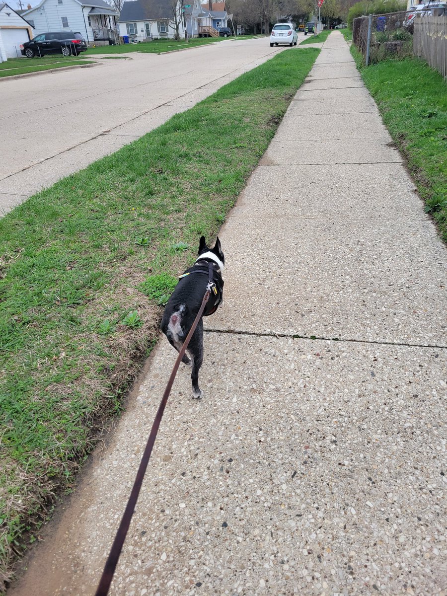 zandermanderthebt🐶 and Whiskey James 😺 tweet media