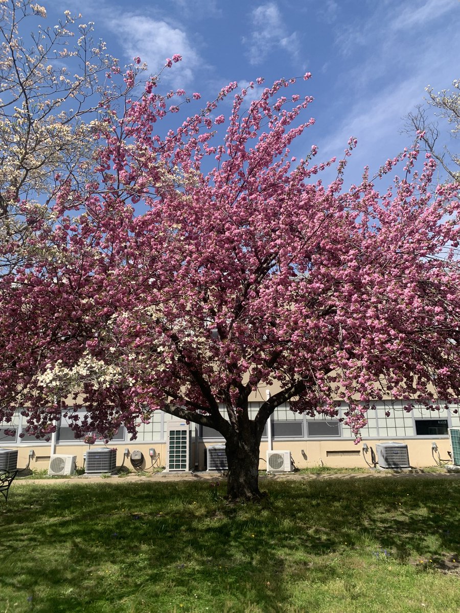 LRMSLakers's tweet photo. Beautiful spring day at LRMS https://t.co/cF0wI4X5y6